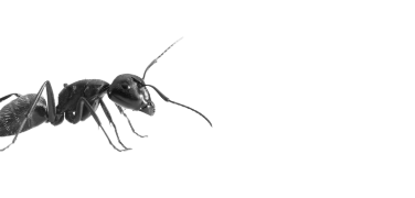 ant